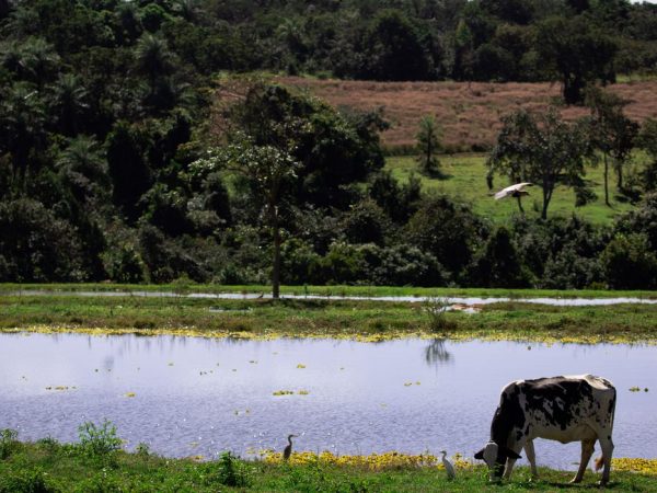 Valor da Produção Agropecuária deve chegar a R$ 1,227 trilhão este ano