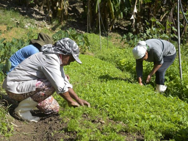 Apesar de avanços, mais de 70% das propriedades rurais vivem sem conectividade no país