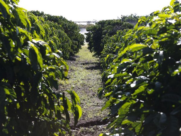 Serasa: 15,8% dos produtores rurais estavam inadimplentes em março