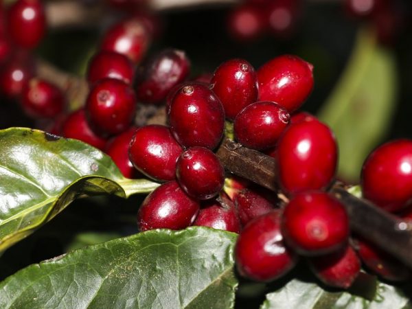 Safra de café 2022 pode chegar a 53,4 milhões de sacas