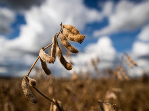 Previsão do Ipea é de estabilidade para setor agropecuário em 2022