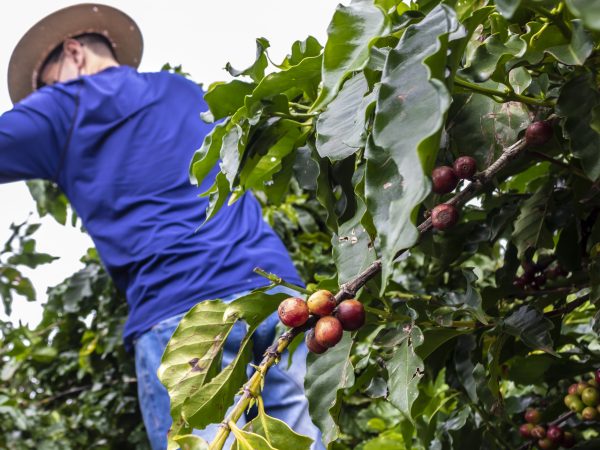 Grupo ligado ao agronegócio divulga carta em defesa da democracia