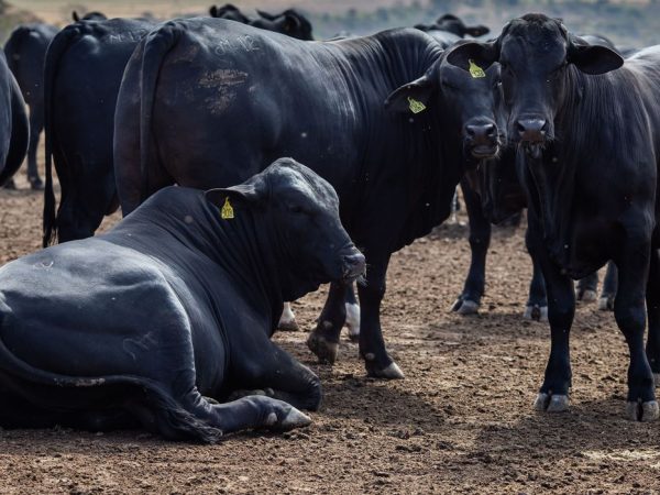 Rebanho bovino nacional teve aumento de 3,1% em 2021