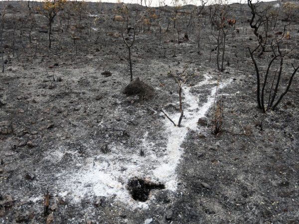 Brasil apresenta na COP27 projeto que pode recuperar áreas degradadas