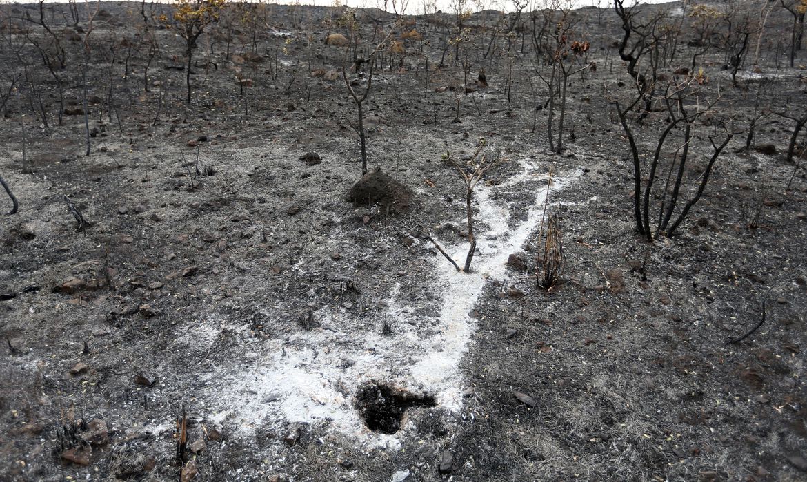 Brasil apresenta na COP27 projeto que pode recuperar áreas degradadas