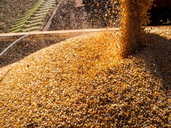 Valor da Produção Agropecuária fecha 2022 em R$ 1,189 trilhão