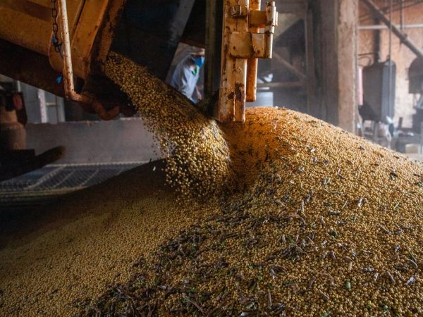 IBGE estima safra recorde de 296,2 milhões de toneladas neste ano