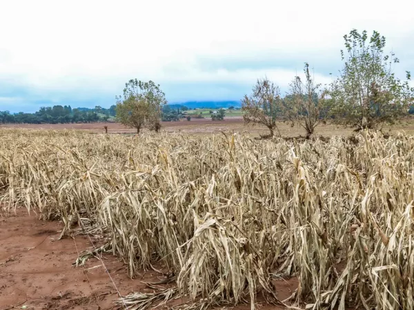 Cheias afetaram mais de 206 mil propriedades rurais, diz Emater-RS