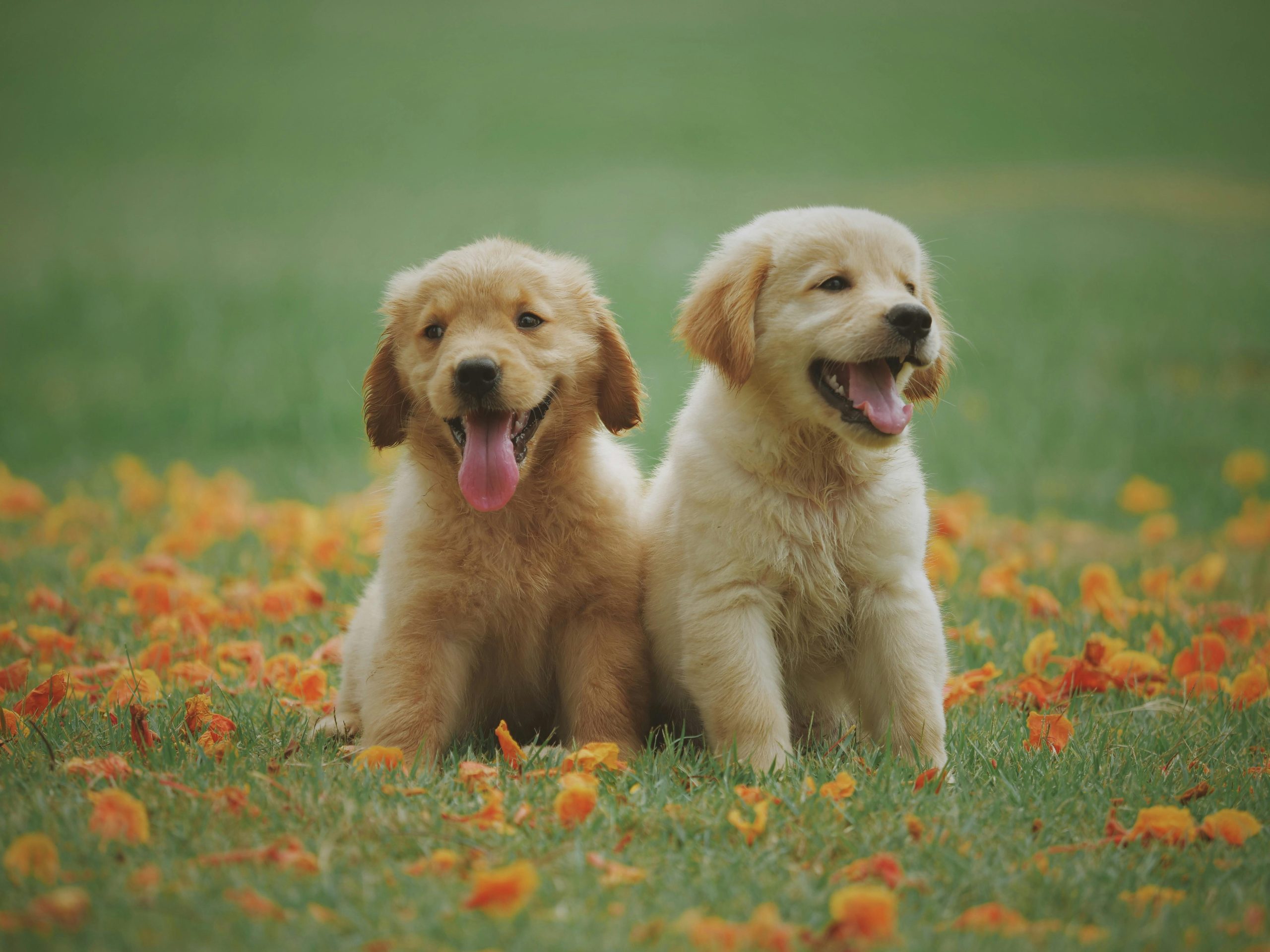 Love que Transforma: nasce a primeira plataforma de inclusão e visibilidade de pets com deficiência, desenvolvida pela Petlove