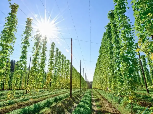 Mercado global de bioinsumos pode atingir US$ 45 bilhões até 2032, segundo estudo CropLife/FGV