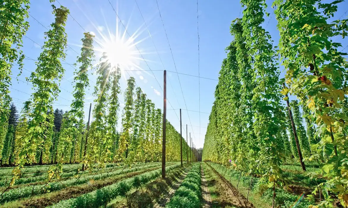 Mercado global de bioinsumos pode atingir US$ 45 bilhões até 2032, segundo estudo CropLife/FGV
