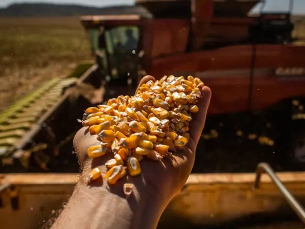 Produção da safra brasileira caiu 7,2% em 2024, estima IBGE