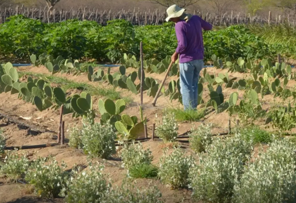 Na Agrishow, Broto lançará clube de benefícios inédito para produtores rurais