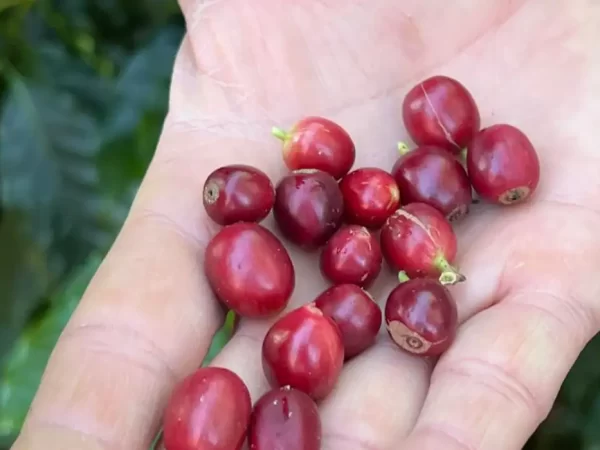 China habilita 183 empresas brasileiras a exportar café para o país