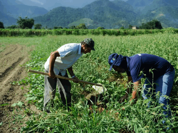 “As variações climáticas podem gerar danos irreversíveis à estabilidade financeira do produtor rural”, afirma especialista do setor sobre importância do Seguro Agrícola