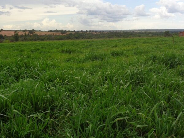 Pastagens degradadas expõem gargalo do agronegócio e desafio estratégico para o futuro da produção