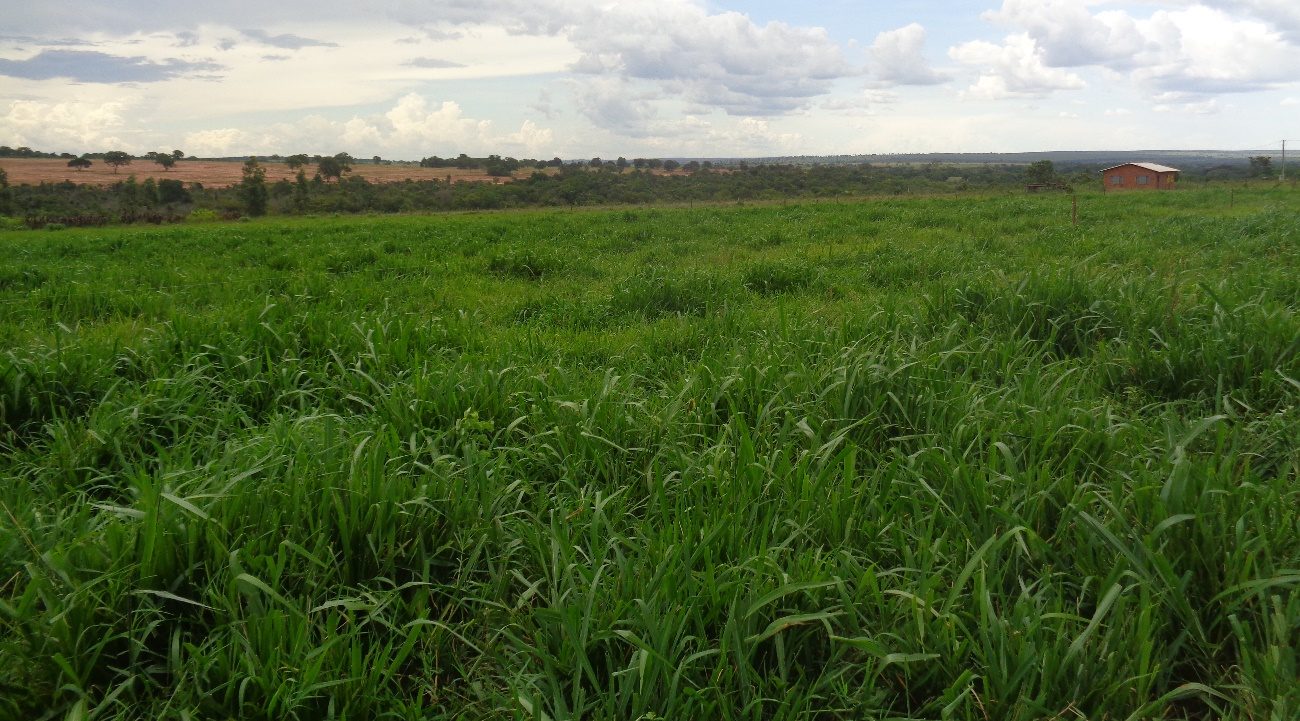 Pastagens degradadas expõem gargalo do agronegócio e desafio estratégico para o futuro da produção