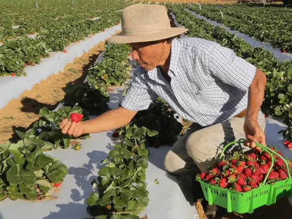 Agricultores com perda de produção começam a receber o Garantia-Safra