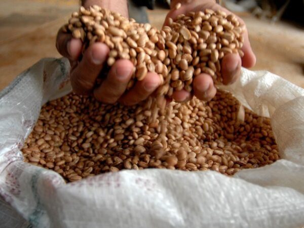 Agro cresce 11,7%, impulsiona PIB e ganha participação na economia
