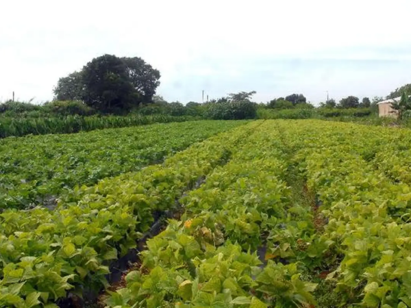 Queda do seguro rural em 2025 interrompe ciclo de crescimento e acende alerta sobre proteção no campo