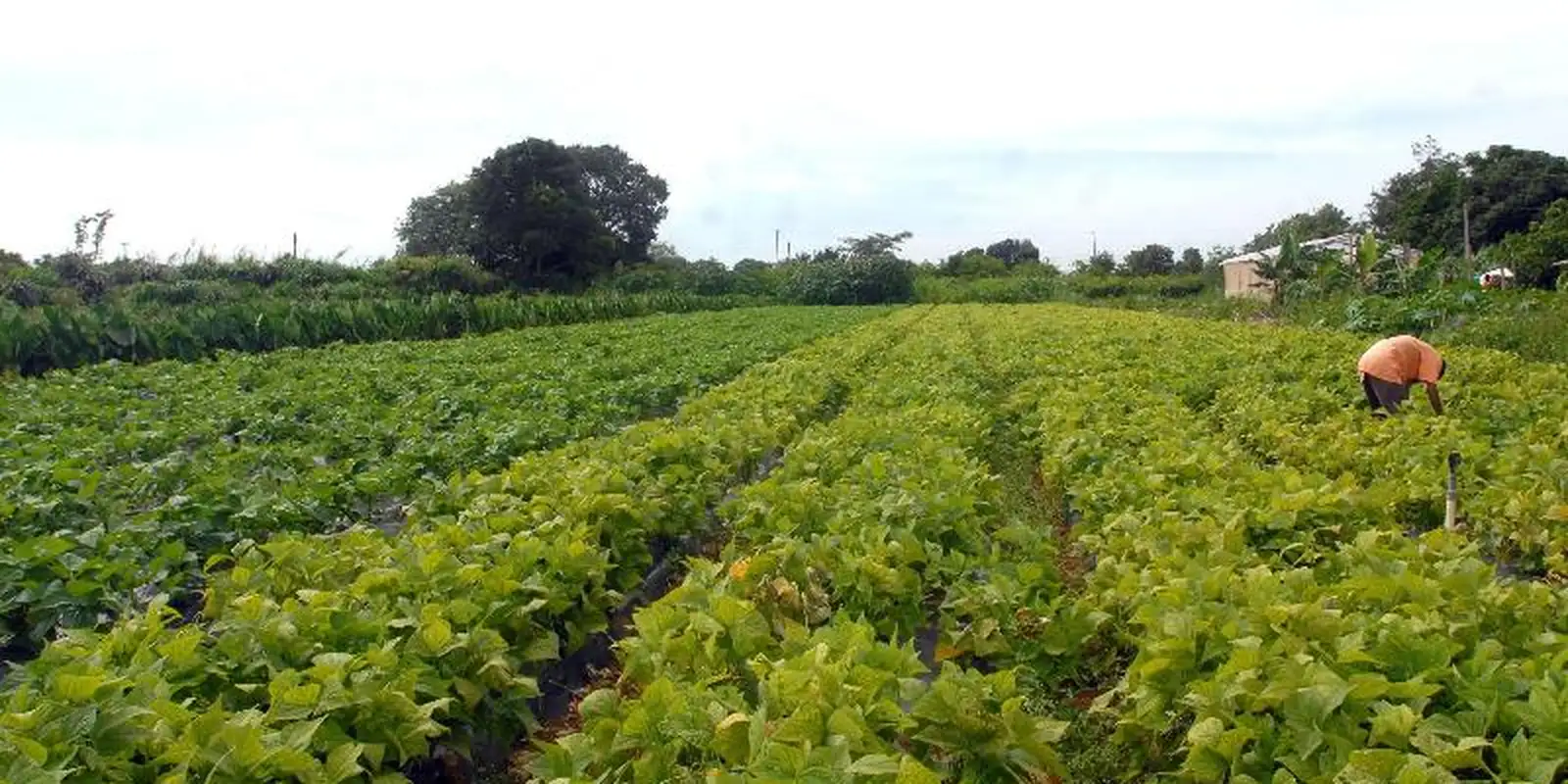Queda do seguro rural em 2025 interrompe ciclo de crescimento e acende alerta sobre proteção no campo
