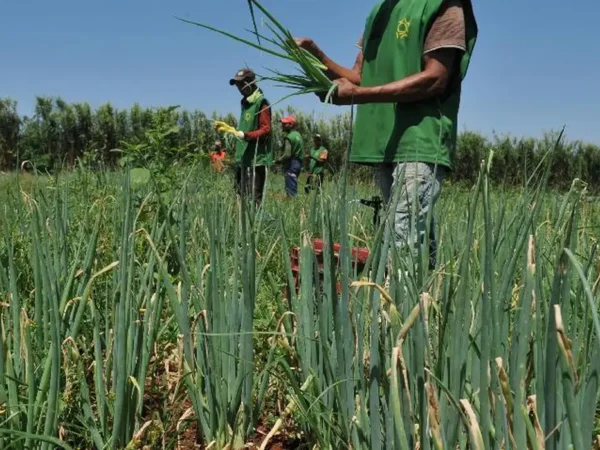 Seguro rural enfrenta desafio com eventos climáticos e baixa cobertura no Brasil