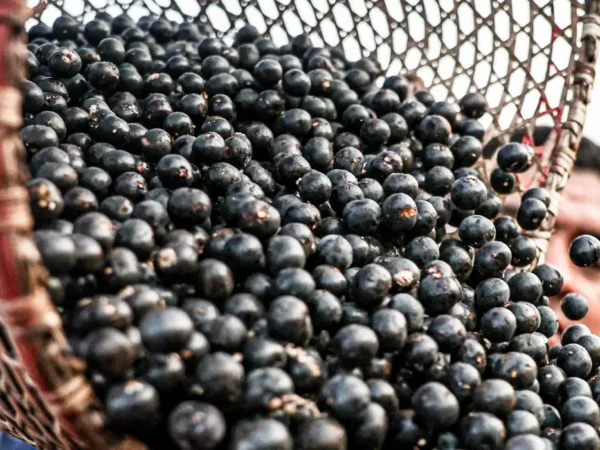 China facilita exportação de polpas e frutas congeladas brasileiras