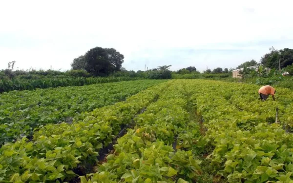 Novas regras do seguro rural ampliam proteção ao produtor e mudam relação com o crédito