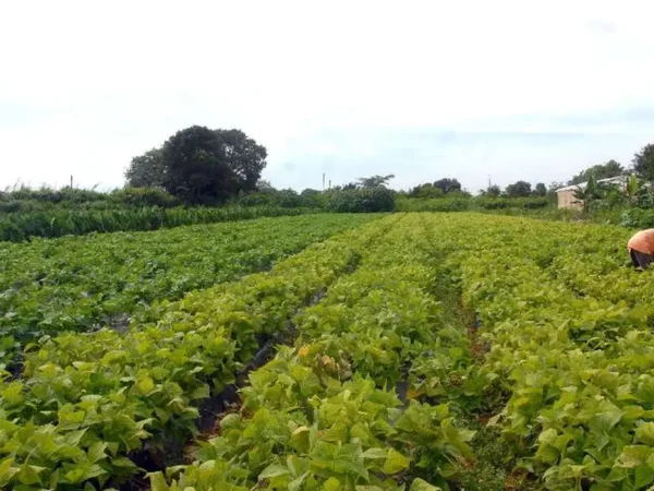 Novas regras do seguro rural ampliam proteção ao produtor e mudam relação com o crédito