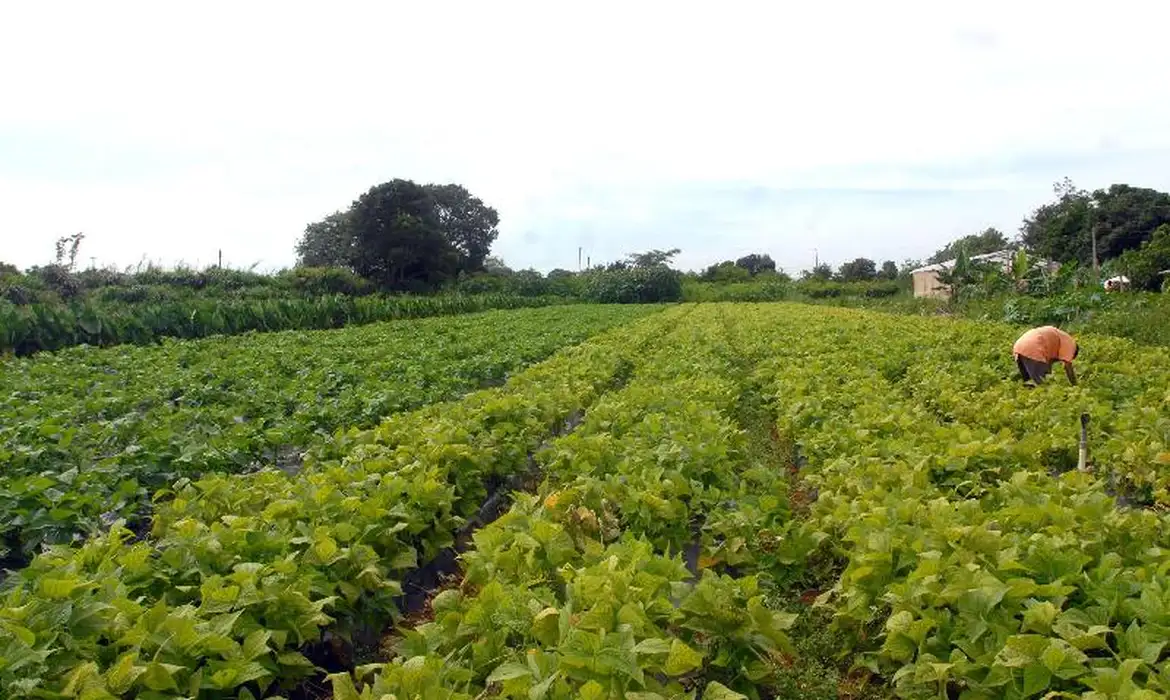 Novas regras do seguro rural ampliam proteção ao produtor e mudam relação com o crédito